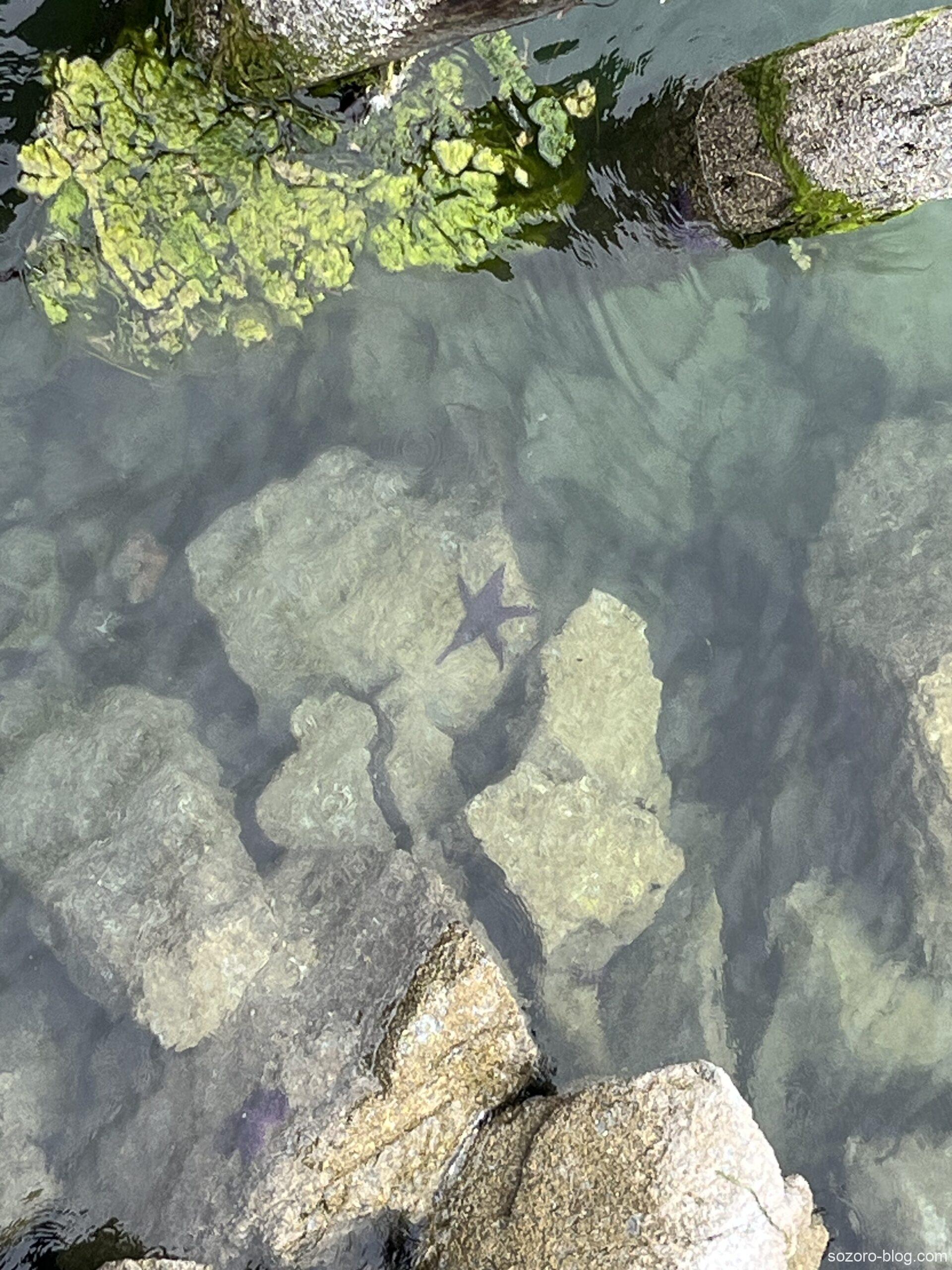 海の底のヒトデ